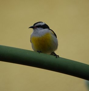 Bananaquit