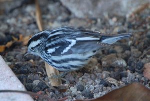 Black-and-white Warbler