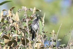 Black-crested Tit-tyrant