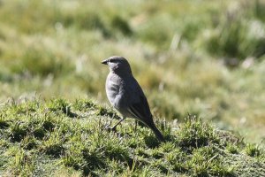 White-winged Diuca-finch