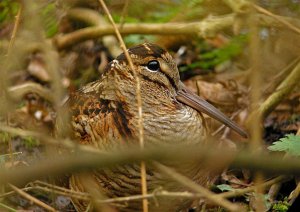 Woodcock