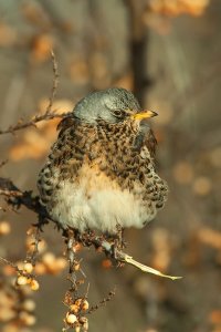 Fieldfare