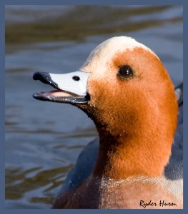Another Wigeon head shot!