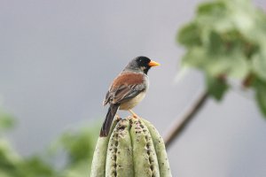 Buff-bridled Inca-finch