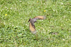 Rufous-webbed Bush-tyrant