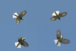 White-tailed Shrike-tyrant display flight