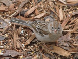 Field Sparrow