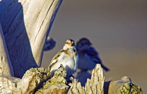 Snow Bunting