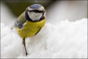 Blue Tit in the Snow