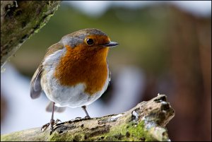 Robin in the Snow