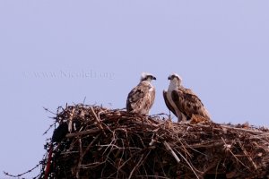 Ospreys at peace