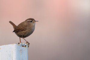 Wren