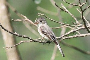 Gray-breasted Flycatcher