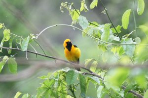 White-edged Oriole