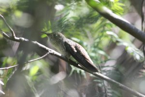 Spot-throated Hummingbird