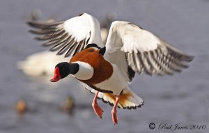 Shelduck