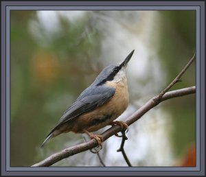 Nuthatch