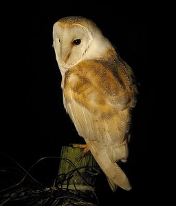 Barn Owl Digiscoped