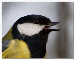Great tit speak with forked tongue