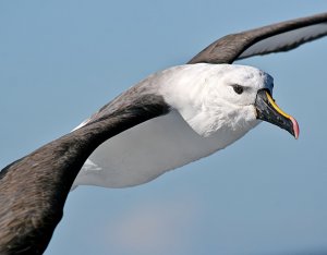 Indian Yellow-nosed Albatross