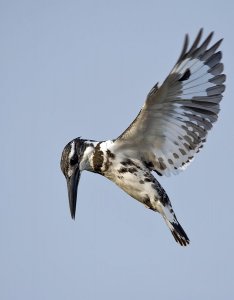 Pied Kingfisher