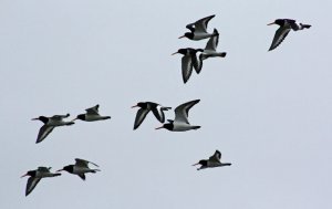 Oystercatchers in flight