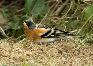 Brambling