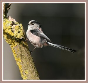 LTT