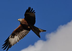 Red Kite