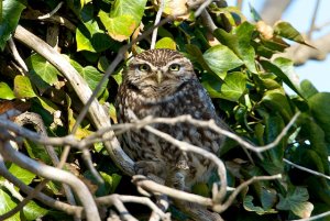 Little Owl