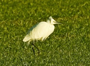 Little Egret