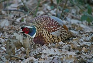 Pheasant