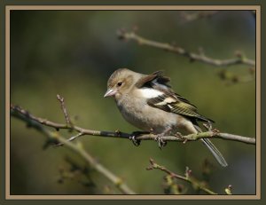 Chaffinch