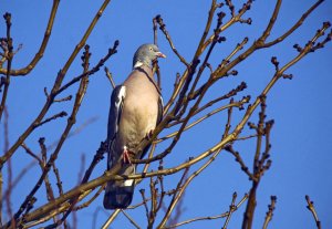 Woodpigeon