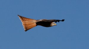 Red Kite