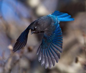 Steller's Jay