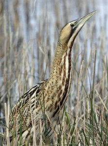 Bittern