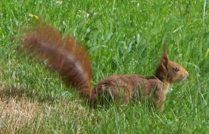 In a Gite garden