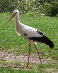 Campsite stork