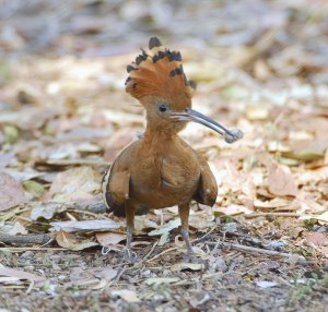 African Hoopoe