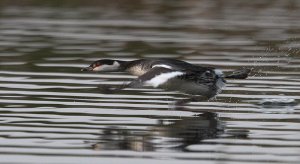 Slav Grebe