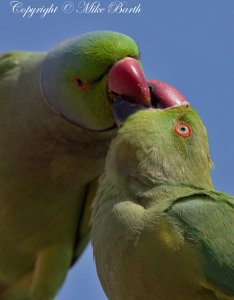 Rose Ringed Parakeet Courtship