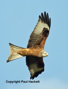 Digiscoped Red Kite in Flight