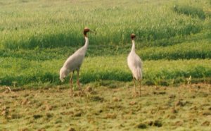 Sarus cranes