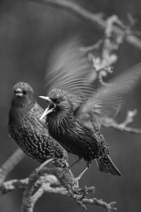 Stubborn Starlings