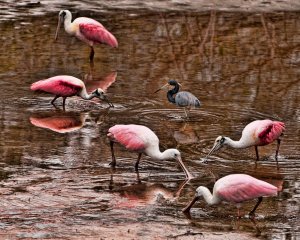 Roseate Spoonbills and Tricolored Heron