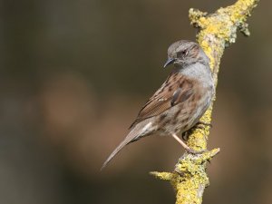 Dunnock