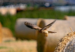 Kestrel