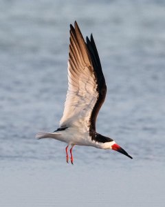 Black Skimmer in Flight