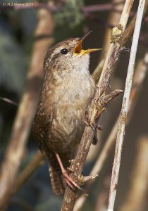 Wren song